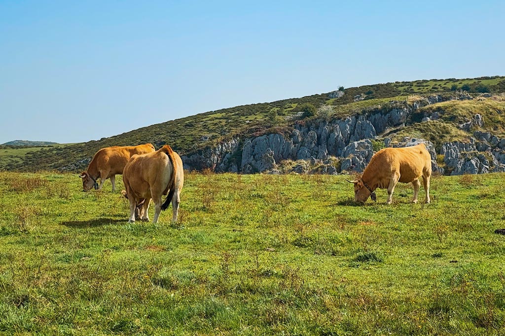 Consejos prácticos para visitar Los Lagos de Covadonga