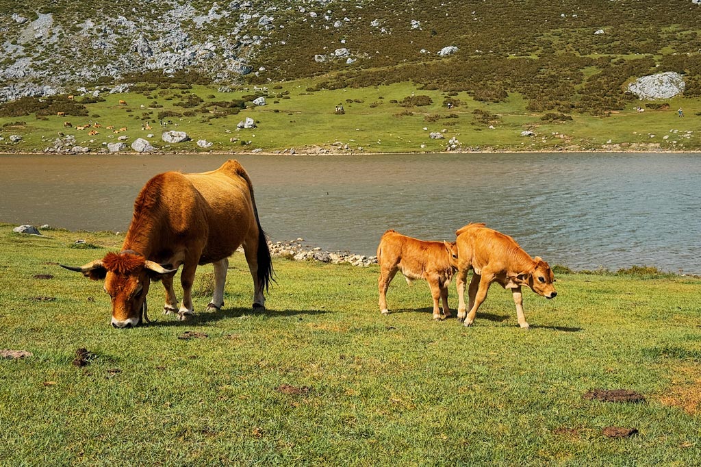 Cuánto cuesta el autobús a los Lagos de Covadonga