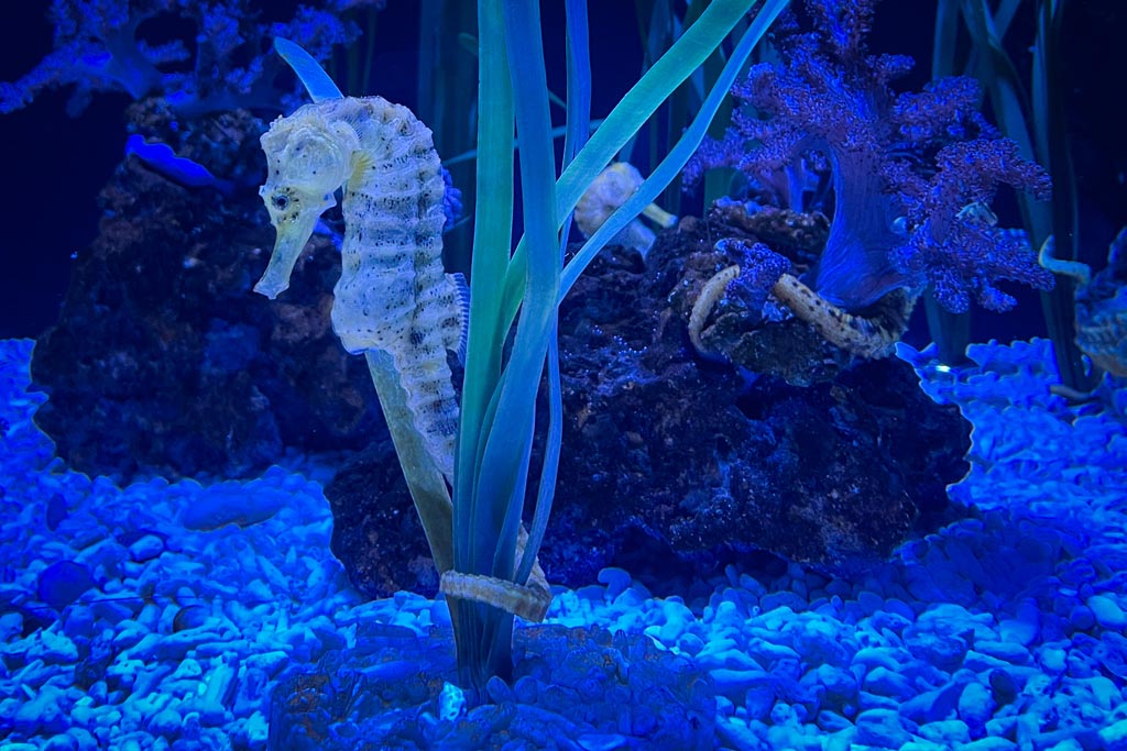 Caballito de mar en Loro Parque