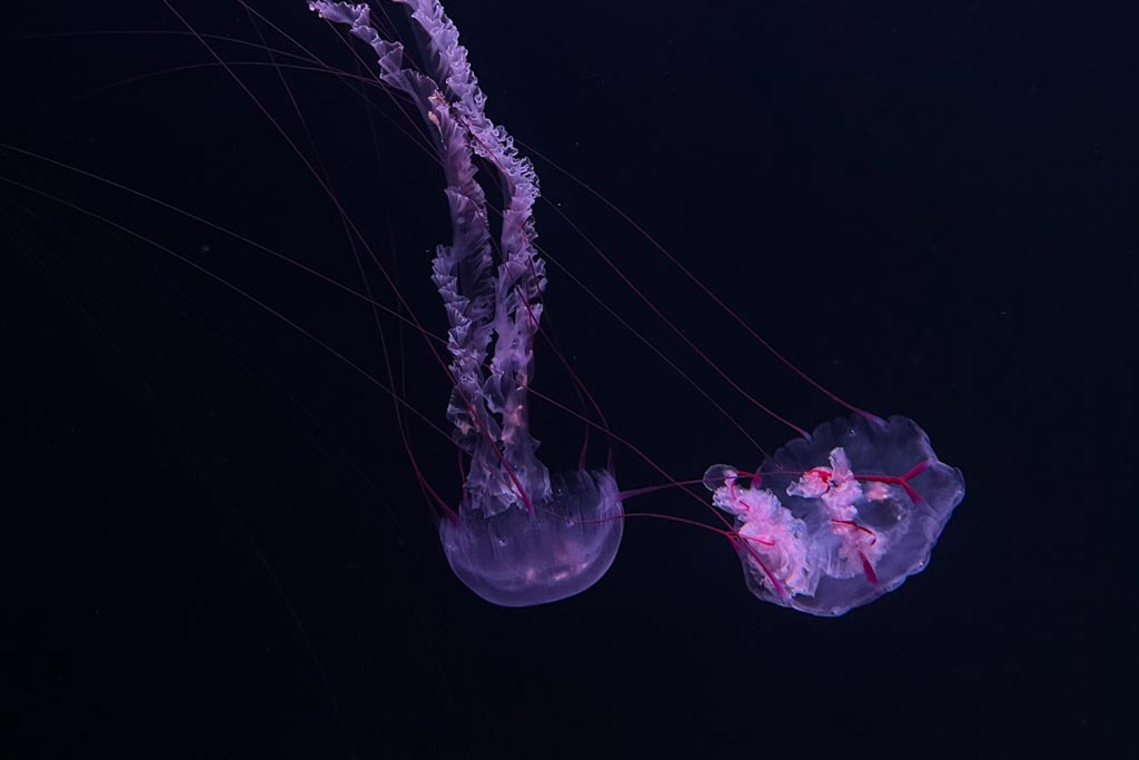 Medusas en Loro Parque Tenerife