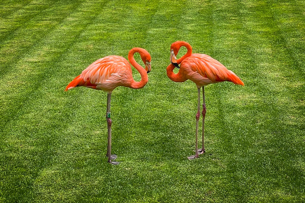 Flamencos en Loro Parque