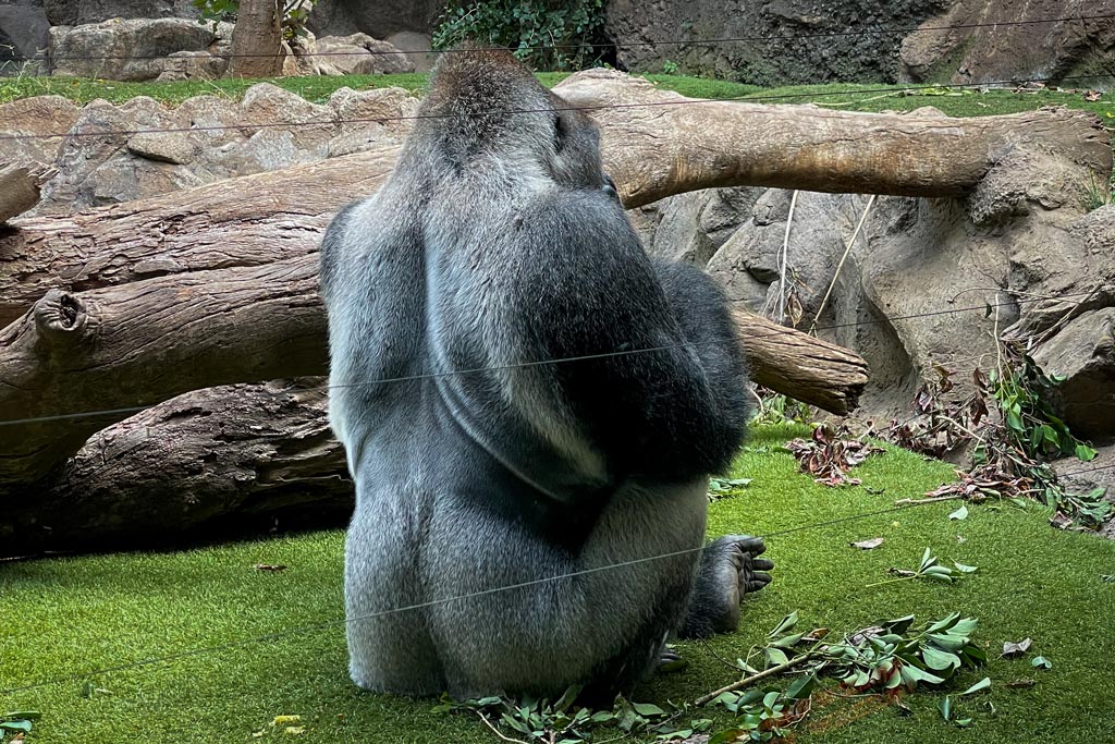 Gorilas en Siam Park