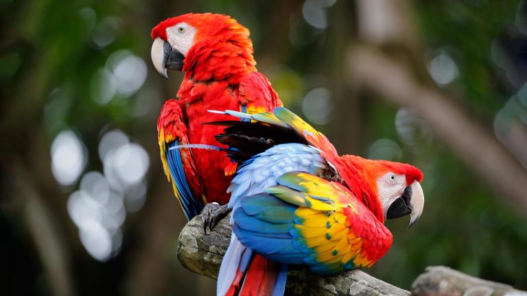 Guía visitar Loro Parque Tenerife