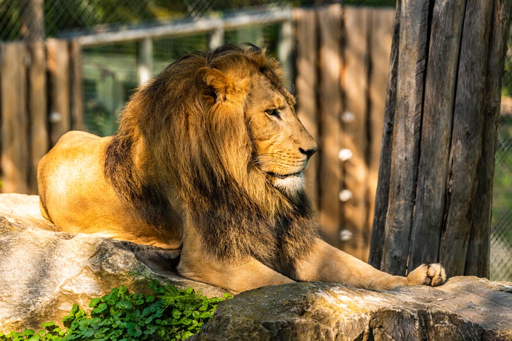 Leones en Loro Parque
