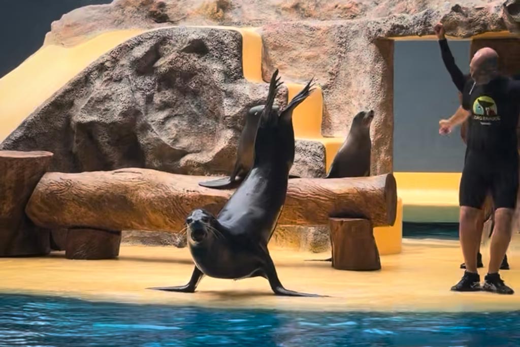 Leones marinos en Loro Parque