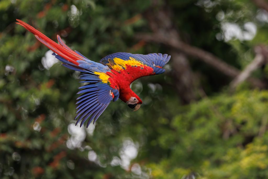 Espectáculos de loros en Tenerife