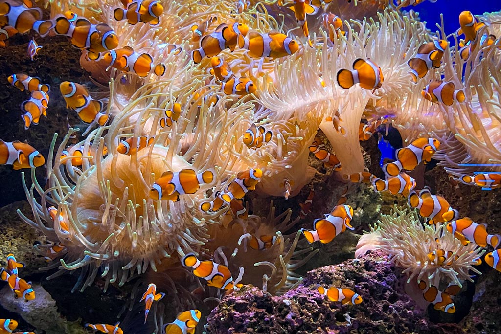 Peces payaso en Loro Parque