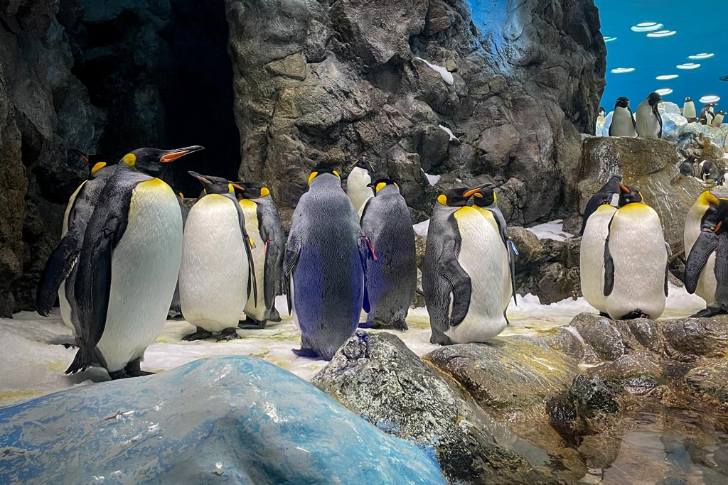 Pingüinos en Loro Parque Tenerife
